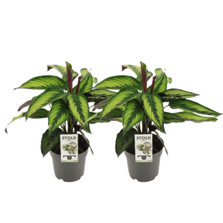 2 x Koninklijke Calathea (Majestica Princeps) - Ø14cm - ↕45cm