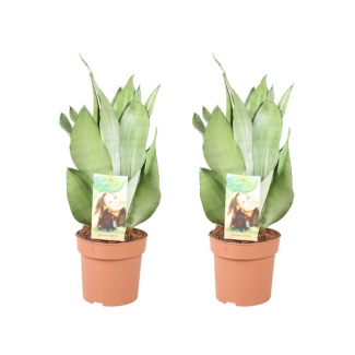 Vrouwentong, Zilverachtig Blad, Sansevieria Moonshine - 2 stuks - Ø14cm - ↕40cm