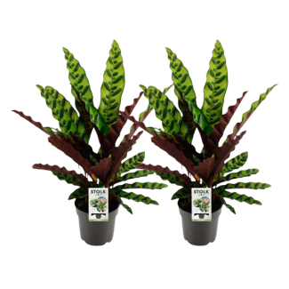 2 x Lansvormige Calathea met slanke, langwerpige bladeren met opvallende groene en crèmekleurige strepen - Ø14cm - ↕45cm