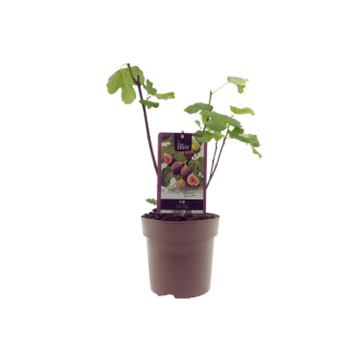 Vijgenboom, Mediterrain, Exotische, Fruitboom, Kleur vrucht Donkerpaars tot Zwart, Ficus Bornholm - Ø15cm - ↕40cm