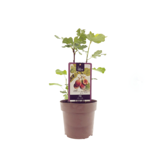 Vijgenboom, Mediterrain, Exotische, Fruitboom, Kleur vrucht Bruinpaars, Ficus Brown Turkey - Ø15cm - ↕40cm