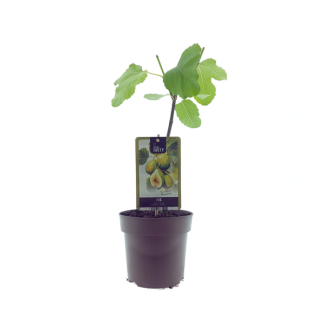 Vijgenboom, Mediterrain, Exotische, Fruitboom, Kleur vrucht Groen met geel, Ficus Panachee  - Ø15cm - ↕40cm
