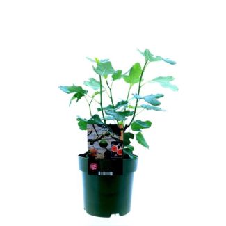 Vijgenboom, Mediterrain, Exotische, Fruitboom, Kleur vrucht Donkerpaars tot Zwart, Ficus Carica Bornholm - Ø19cm - ↕50cm