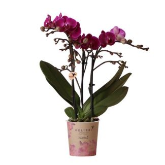 2 stuks Paarse Vlinderpracht: Amabilis Orchidee in Ø9cm Pot, Vlinderorchidee