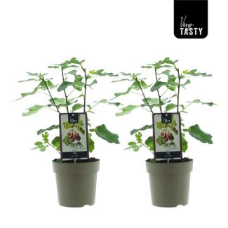 Vijgenboom, Mediterrain, Exotische, Fruitboom, Kleur vrucht Groenachtig met Lichtgele tint.,Ficus Precose De Dalmatie - Ø15cm - ↕40cm
