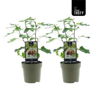 2 stuks Vijgenboom, Mediterrain, Exotische, Fruitboom, Kleur vrucht Bruinpaars, Ficus Brown Turkey - Ø15cm - ↕40cm