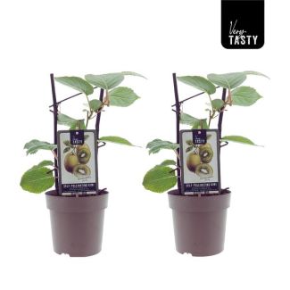 2 stuks kiwiplanten zelfbestuivend - Ø15cm - ↕40cm (Actinidia Jenny)