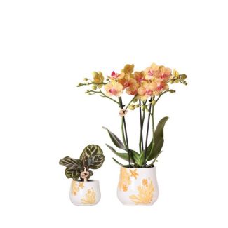 Kolibri Company - Planten set Coral Oranje | Set met oranje Phalaenopsis orchidee Jamaica Ø9cm en groene plant Calathea Ø6cm | incl. oranje keramieken sierpotten