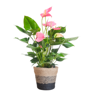 Flamingoplant  (Anthurium) Pink Explosion met Lissabon Mand Zwart - 55cm - Ø17