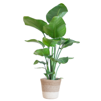 Witte Paradijsvogelplant in Lissabon mand Wit , Strelitzia Nicolai,  Ø19cm - ↕80cm