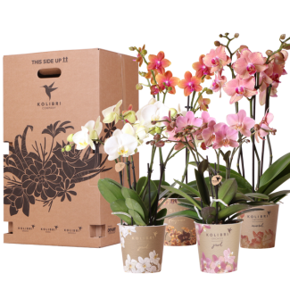 VerrassingsBox, Bestaat uit 4 Vlinderorchideeën voor de Prijs van 3 Stuks, Potmaat 12 cm,