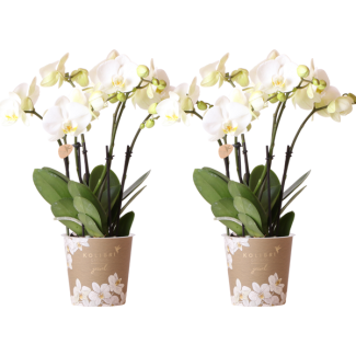 SET van 2  Vlinder Orchideeën,  Kleur Wit,, Bloeiende Kamerplant,  Phalaenopsis Orchideeën, Potmaat Ø12cm