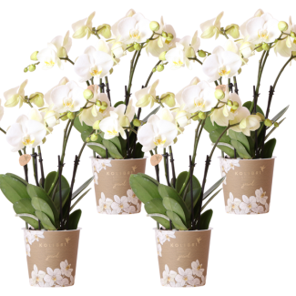 SET van 4 Vlinder Orchideeën Ghent , Kleur Wit,, Bloeiende Kamerplant,  Phalaenopsis Orchideeën, Potmaat Ø12cm