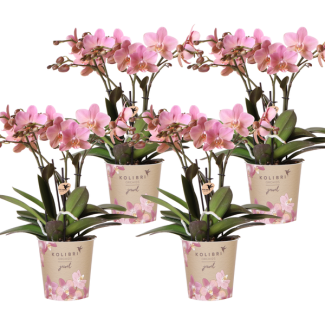 SET van 4 Vlinder Orchideeën Treviso, Kleur Oud Roze,, Bloeiende Kamerplant,  Phalaenopsis Orchideeën, Potmaat Ø12cm