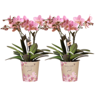 SET van 2 Vlinder Orchideeën Treviso, Kleur Oud Roze, Bloeiende Kamerplant,  Phalaenopsis Orchideeën, Potmaat Ø12cm