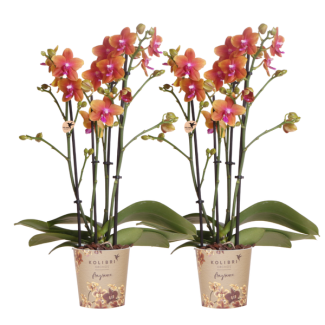SET van 2 Vlinder Orchideeën, Heerlijk Geurend, Kleur Oranje,, Bloeiende Kamerplant,  Phalaenopsis Orchideeën, Potmaat Ø12cm