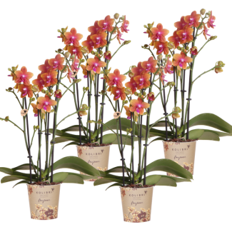 SET van 4 Vlinder Orchideeën,Heerlijk Geurend, Kleur Oranje,, Bloeiende Kamerplant,  Phalaenopsis Orchideeën, Potmaat Ø12cm