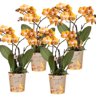 SET van 4 Vlinder Orchideeën, Kleur Oranje,, Bloeiende Kamerplant,  Phalaenopsis Orchideeën,Phalaenopsis Orchideeën, Las Vegas ,  Potmaat Ø12cm