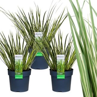 Bontbladige Kalmoes, Siergras, 3 Stuks,  Kleur Creme met Groen, Potplant, Acorus gramineus  Ogon  - Ø 14 cm - ↨ 30 cm
