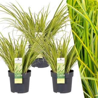 Bontbladige Kalmoes, Siergras, 3 Stuks,  Kleur Geel met Groen, Potplant, Acorus gramineus  Ogon  - Ø 14 cm - ↨ 30 cm