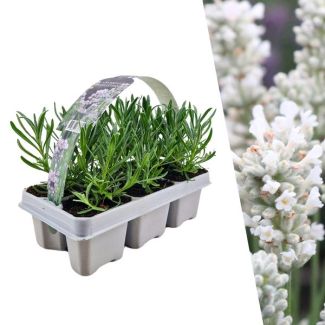 Lavendel 6 stuks, Kleur WIT,  Haagje, Struik, 6 pack Lavendel angustifolia wit - 6 x Ø7 cm - ↕15 cm