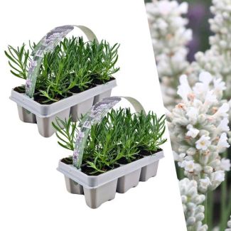 Lavendel, 4 x 6 pack Lavendel,  Kleur WIT,  Haagje, Struik , Lavendel angustifolia white - 24 x Ø7 cm - ↕15 cm