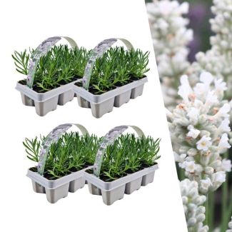 Lavendel 4 x 6 (24) stuks Lavendel,  Kleur WIT,  Haagje, Struik , Lavendel angustifolia white - Ø7 cm - ↕15 cm