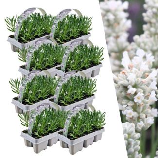 Lavendel, 8 x 6 pack Lavendel,  Kleur WIT,  Haagje, Struik , Lavendel angustifolia white - 48 x Ø7 cm - ↕15 cm