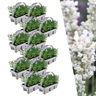 Lavendel, 12 x 6 pack Lavendel,  Kleur WIT,  Haagje, Struik,  Lavendel angustifolia white - 72 x Ø7 cm - ↕15 cm