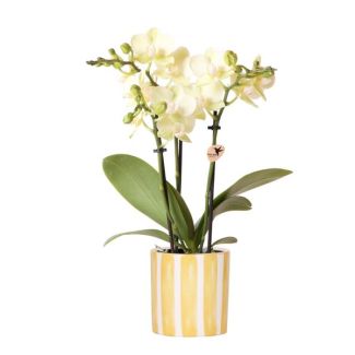 Bloeiende Kamerplant, Gele Phalaenopsis Orchidee Mexico + Painted Stripe Pot Yellow, potmaat Ø9cm