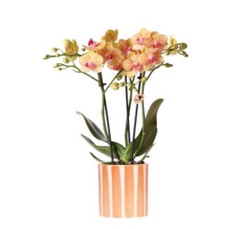 Bloeiende Kamerplant,  Oranje Phalaenopsis orchidee Jamaica + Painted Stripe Pot Oranje - potmaat Ø9cm