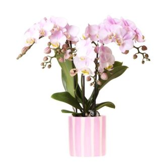 Vlinder Orchidee, Bloeiende Kamerplant,  Roze Phalaenopsis orchidee Portugal + Painted Stripe pot roze - potmaat Ø9cm