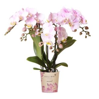Roze Vlinderorchidee 'Portugal' potmaat Ø9cm, grote, roze bloemen met een stralend geel hart