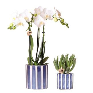 Set van Witte Vlinder Orchidee Amabilis en Hobbit Jade Plant in gestreepte Blauw Pot - Potmaat Ø9cm + Ø6cm | Vers van de Kweker