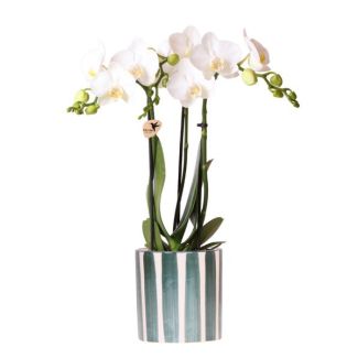 Witte Vlinder Orchidee Amabilisin gestreepte groene Pot - Potmaat Ø9cm - Vers bezorgd