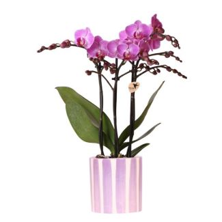 Paarse VlinderOrchidee Vienna + gestreepte sierot Lila - Potmaat Ø9cm |  Vers bezorgd