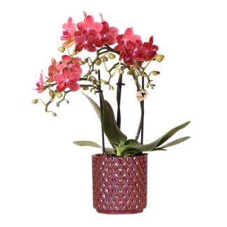 Bloeiende Kamerplant, Rode Phalaenopsis Orchidee Congo + Pearl Pot rood ,  Potmaat Ø9cm