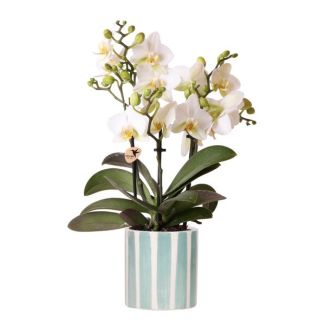 Witte phalaenopsis Orchidee Lausanne + Painted Stripe sierpot turquoise ,  Potmaat Ø9cm