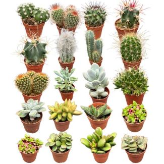 Onderhoudsvriendelijke Cactus- en Vetplantenmix – 40 Stuks voor Groene Gemakken