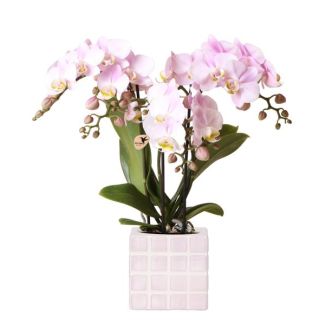 Betoverende Roze: Phalaenopsis Orchidee met Mosa Sierpot | potmaat Ø9cm | Vers geleverd