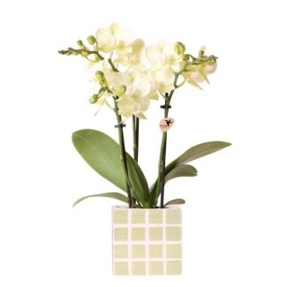 Betoverend Geel: Phalaenopsis Orchidee met Mosa Sierpot | potmaat Ø9cm | Vers geleverd