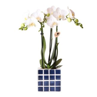 Betoverend Wit en blauw: Phalaenopsis Orchidee met Mosa Sierpot | potmaat Ø9cm | Vers geleverd