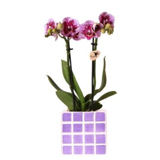 Betoverend Paars en lila Phalaenopsis Orchidee met Mosa Sierpot | potmaat Ø9cm | Vers geleverd