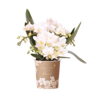 Betoverend Bloemenspektakel  | Witte Phalaenopsis Orchidee - Nazaré - Potmaat Ø9cm | Vers geleverd