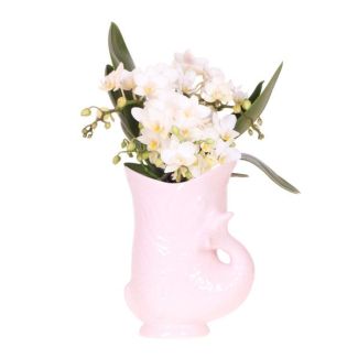 Vlinder Orchidee  Nazaré  , Kleur Wit,  Fish Pot Roze, Bloeiende Kamerplant,  Phalaenopsis Orchideeën, Potmaat 09cm