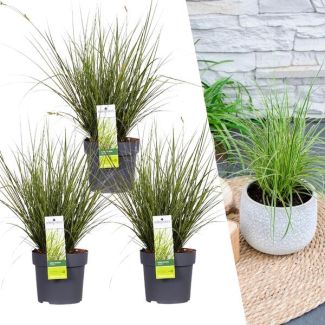 Siergras, 3 stuks, Borderplanten, Kleur Groen/Geel/Creme, Carex brunnea Variegata - Ø 14 cm - ↨ 25 cm