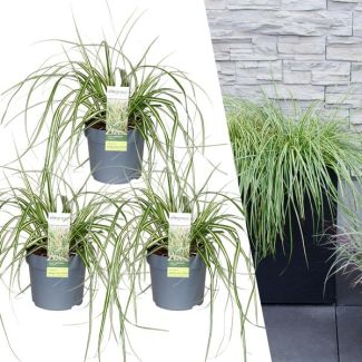 Siergras, 3 stuks, Groenblijvend, Borderplanten, Kleur Groen,  Carex hachijoensis  Evergold  - Ø 14 cm - ↨ 25 cm
