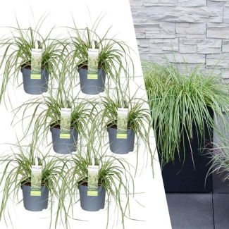 Siergras, 6 stuks, Groenblijvend, Borderplanten, Kleur Groen,  Carex hachijoensis  Evergold  - Ø 14 cm - ↨ 25 cm