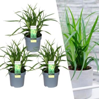 Siergras, 3 stuks, Groenblijvend, Borderplanten, Kleur Groen,  Carex morrowii  Irish Green  - ↨30cm - Ø14
