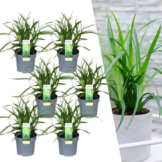 Siergras, 6 stuks, Groenblijvend, Borderplanten, Kleur Groen,  Carex morrowii  Irish Green  - ↨30cm - Ø14